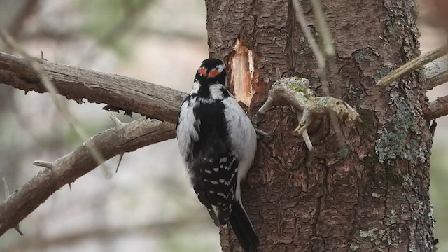 セジロアカゲラ（villosus グループ） - ML539235551