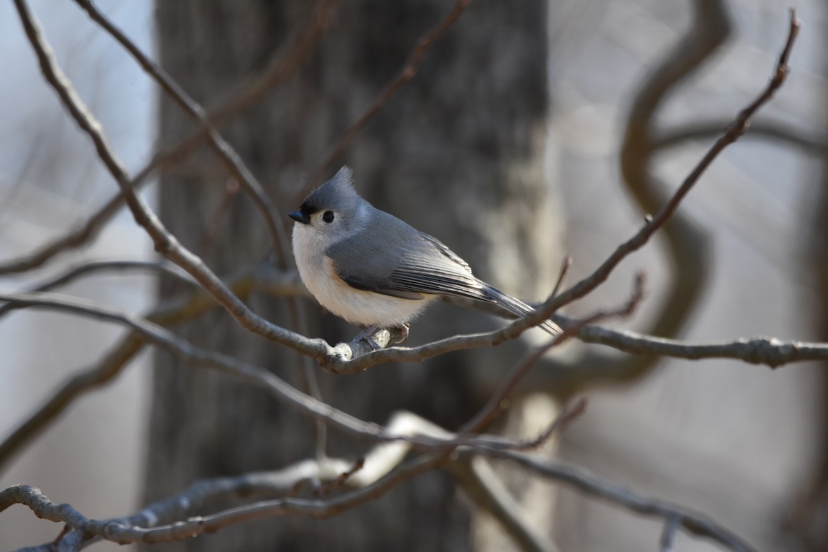 Tufted Titmouse - ML539236121