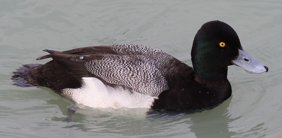 Lesser Scaup - ML539236151