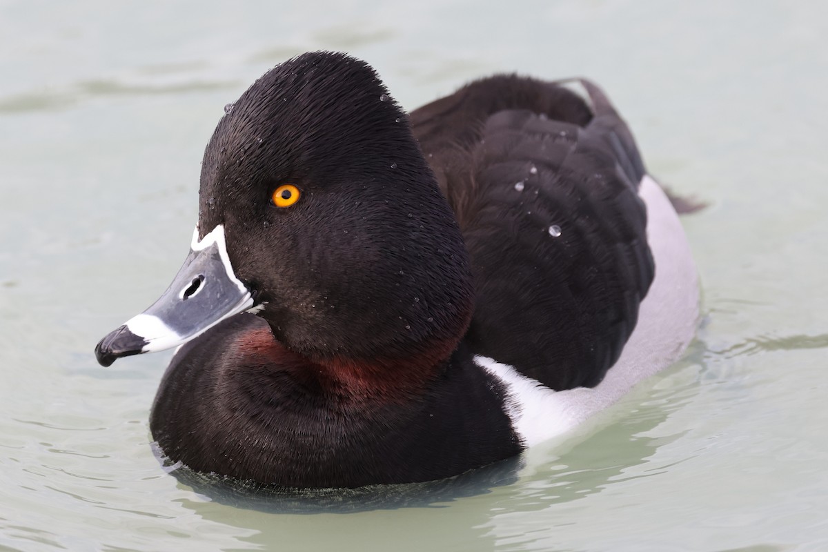 Ring-necked Duck - ML539236241