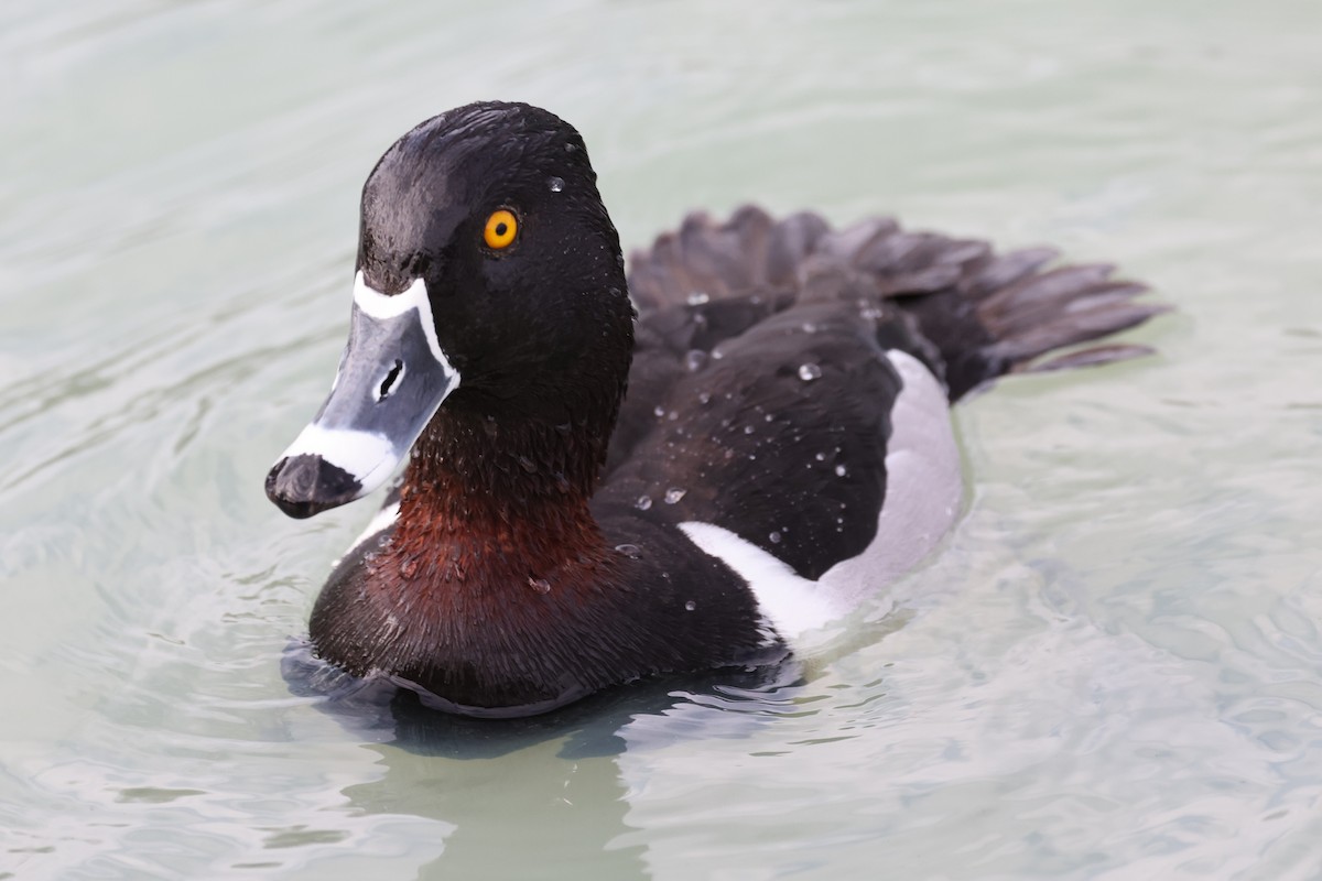 Ring-necked Duck - ML539236251