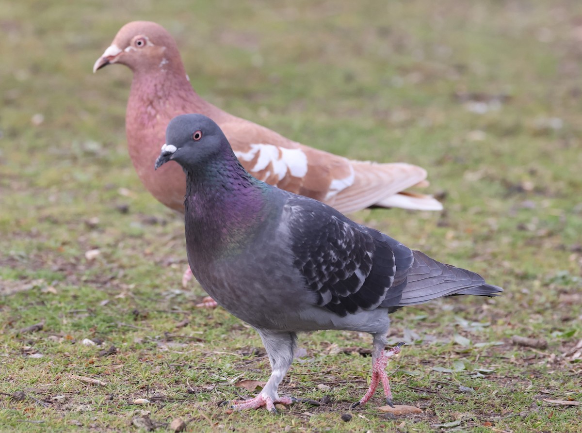 Rock Pigeon (Feral Pigeon) - ML539236801