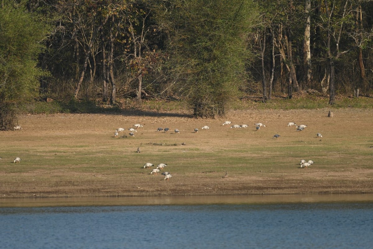 Bar-headed Goose - ML539236901