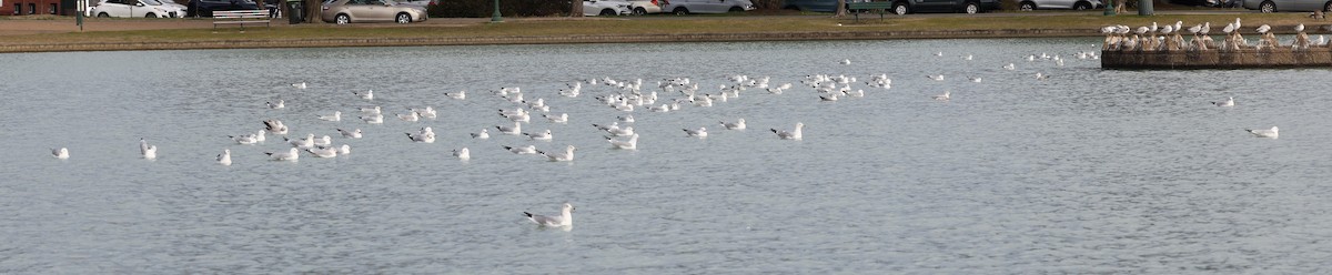 Ring-billed Gull - ML539237891