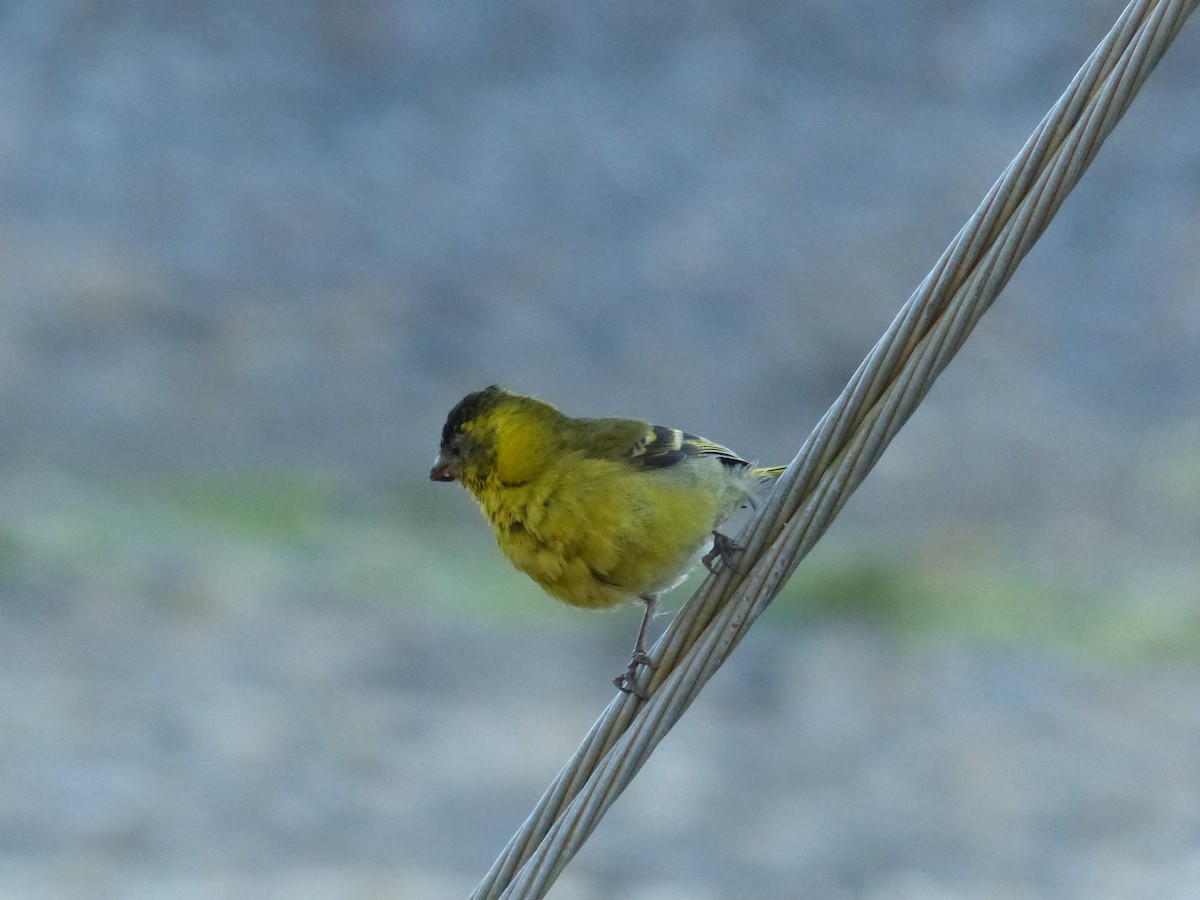 Black-chinned Siskin - ML539238321