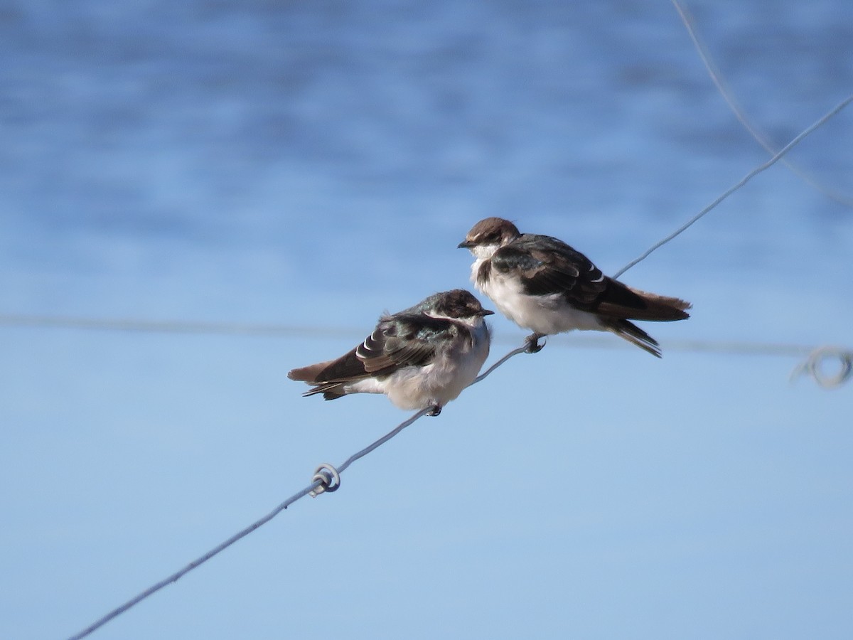 White-rumped Swallow - Juan Muñoz de Toro