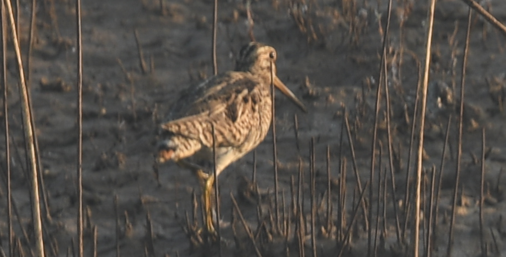 Pin-tailed Snipe - ML539239131