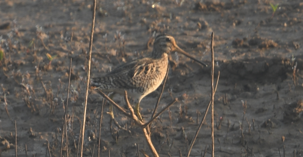 Pin-tailed Snipe - ML539239141