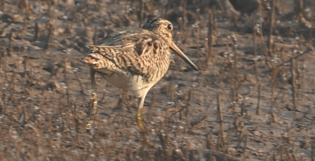 Pin-tailed Snipe - ML539239151