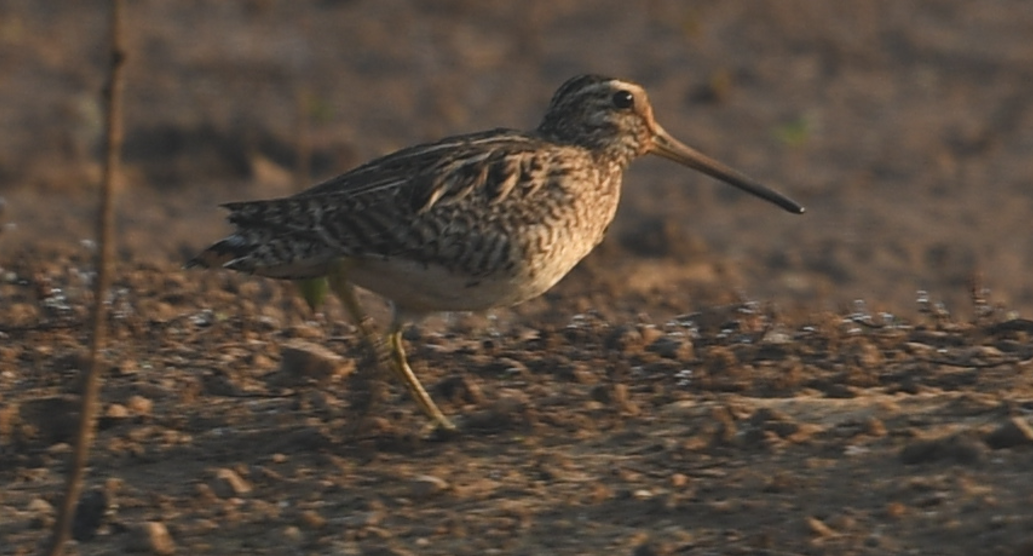 Pin-tailed Snipe - ML539239161
