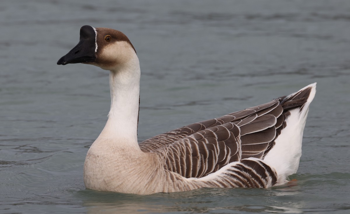 Domestic goose sp. (Domestic type) - ML539239281