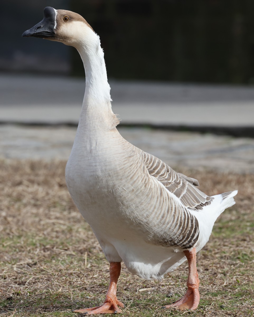 Domestic goose sp. (Domestic type) - ML539239291