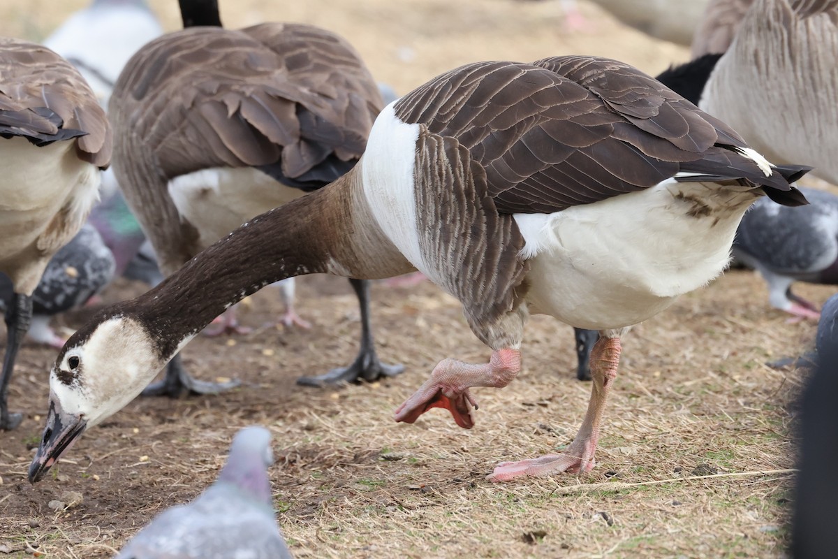 Domestic goose sp. x Canada Goose (hybrid) - ML539239371