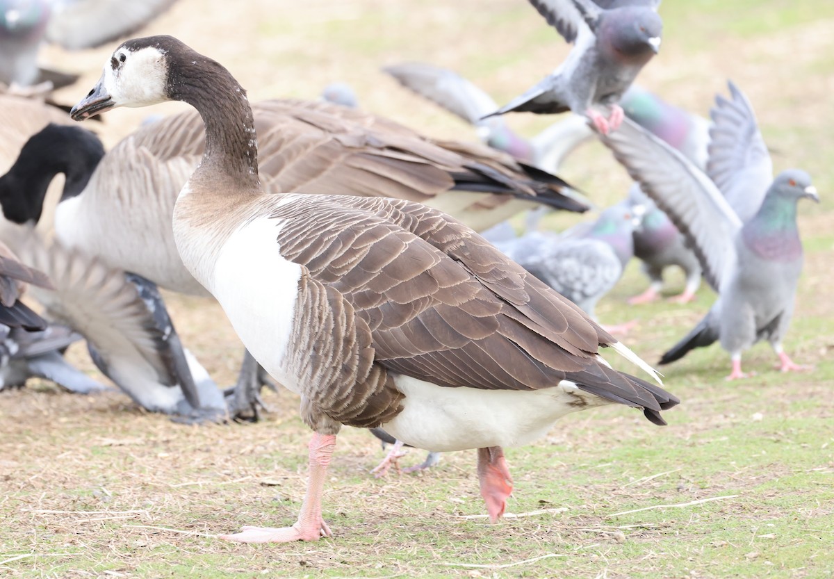 Domestic goose sp. x Canada Goose (hybrid) - ML539239381