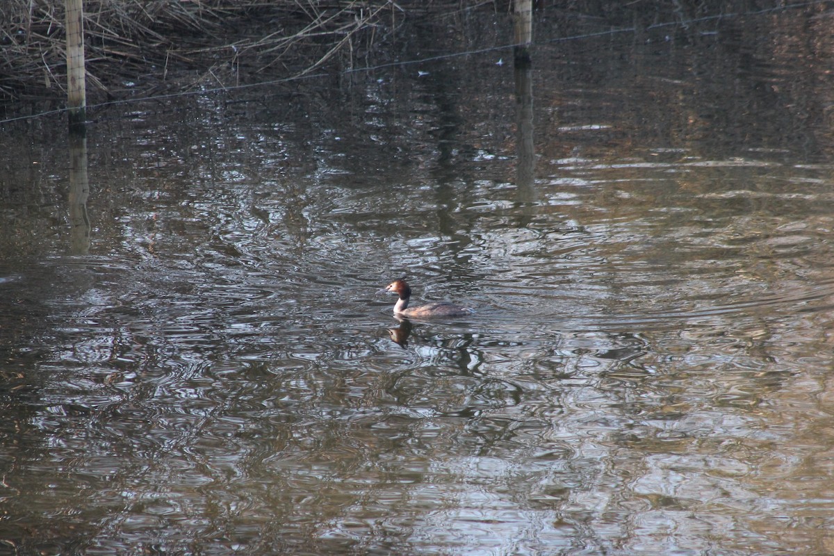 Great Crested Grebe - ML539240831