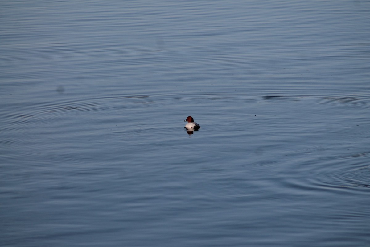 Common Pochard - ML539240971