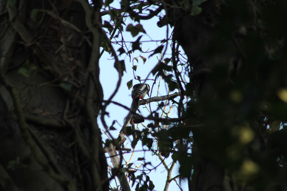 Great Spotted Woodpecker (Great Spotted) - ML539241311