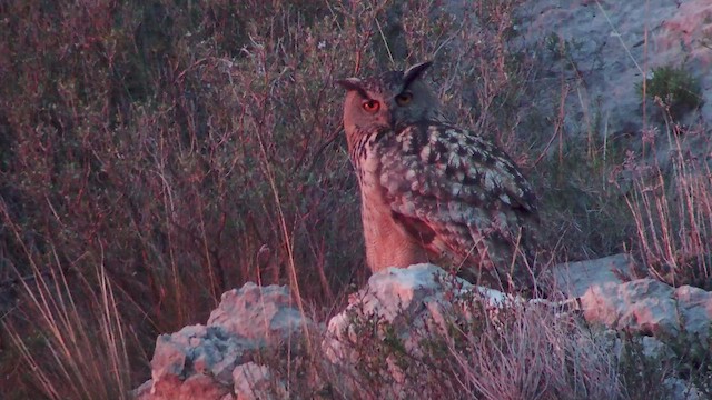 Eurasian Eagle-Owl - ML539242481