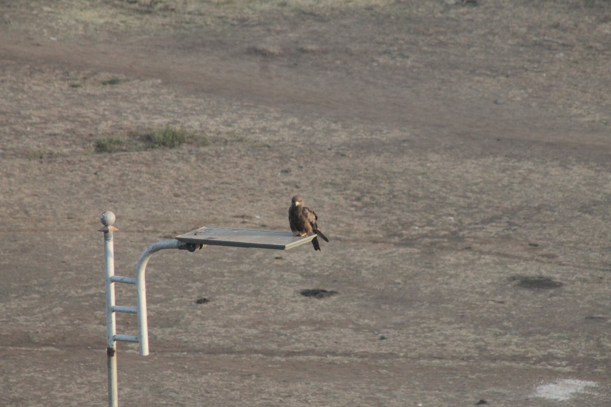 Black Kite - ML539242571