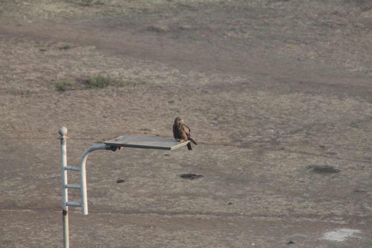 Black Kite - ML539242591