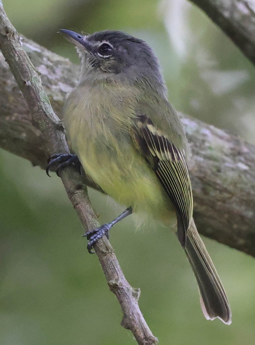 Yellow-olive Flatbill (asemus) - ML539243161