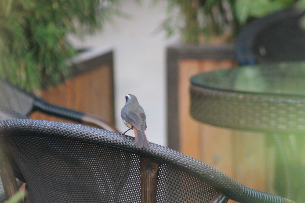 Cape Robin-Chat - ML539243781