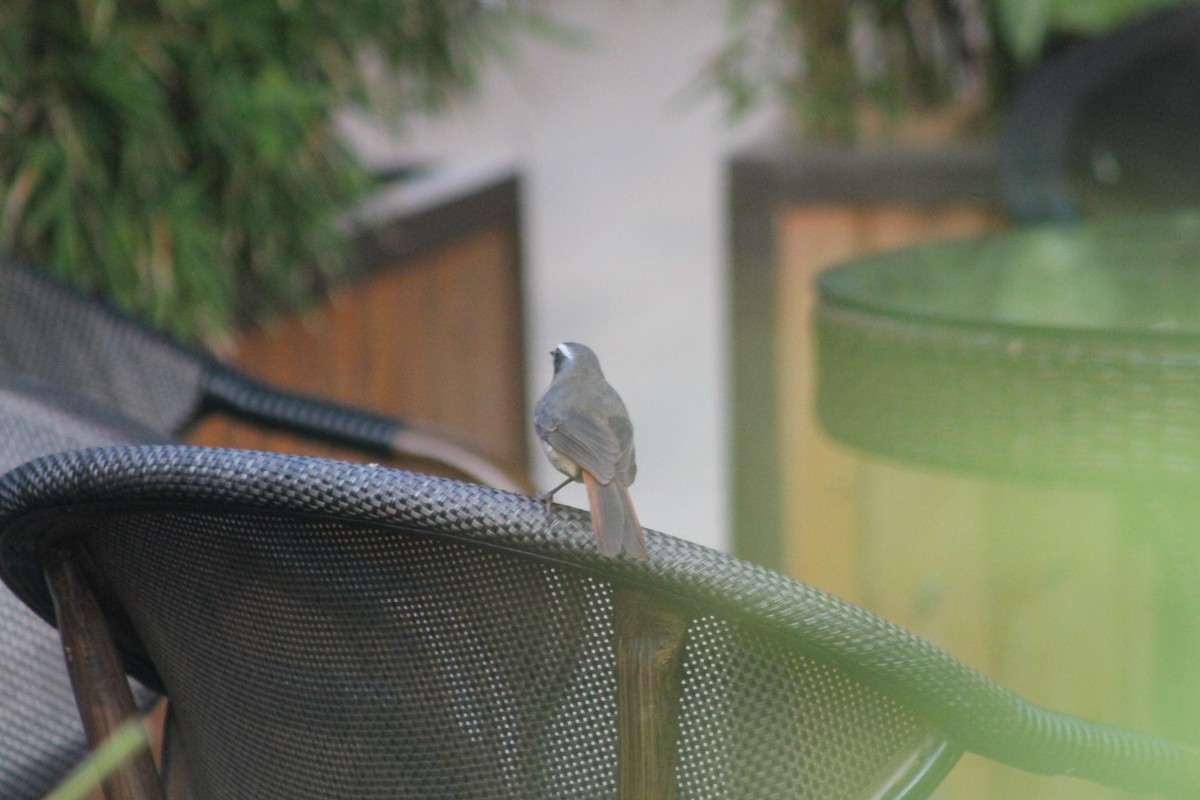 Cape Robin-Chat - ML539243791