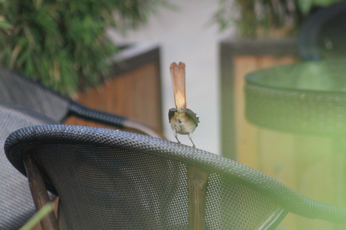 Cape Robin-Chat - ML539243801