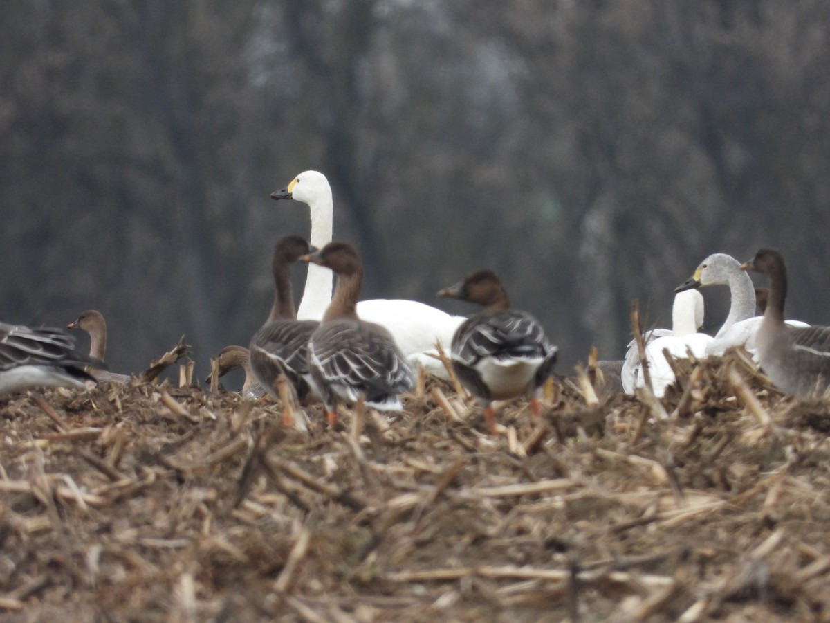 Tundra Bean-Goose - ML539244681