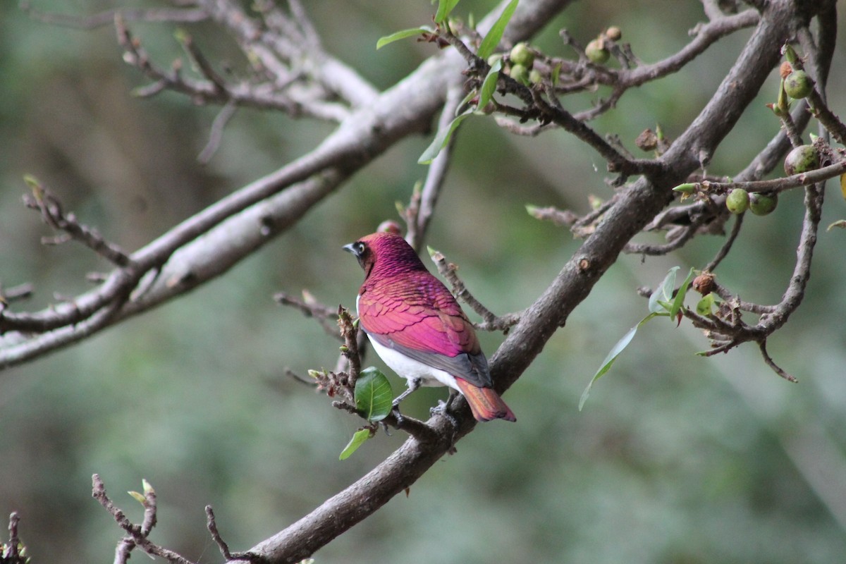 Violet-backed Starling - ML539245081