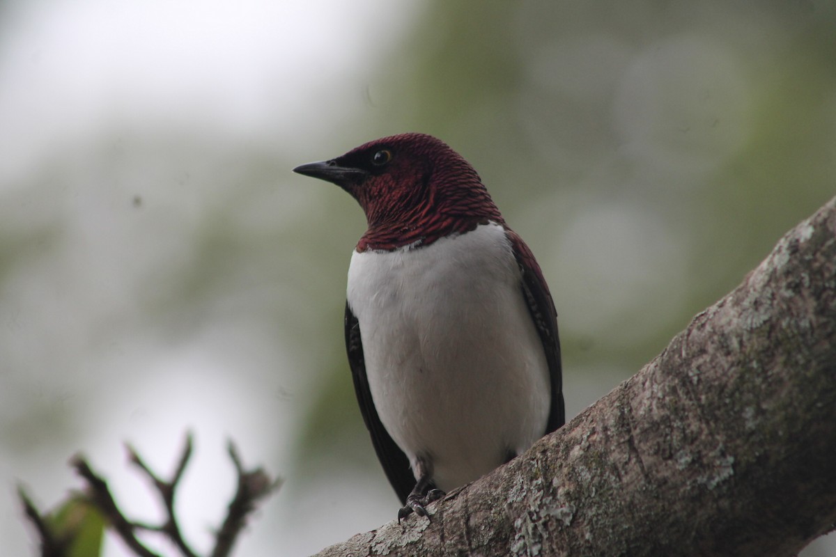Violet-backed Starling - ML539245091