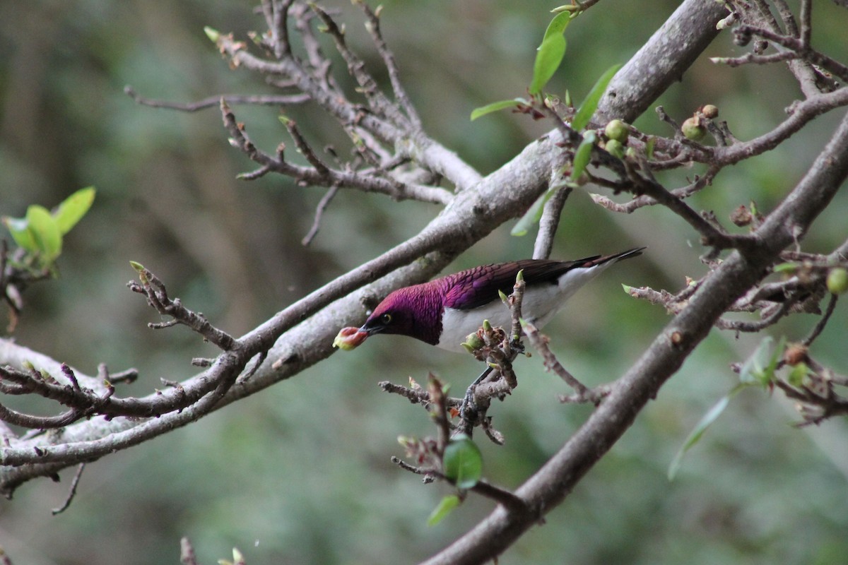 Violet-backed Starling - ML539245101