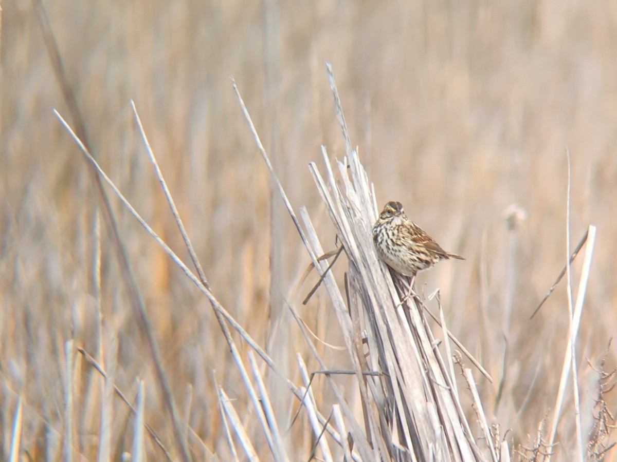 Savannah Sparrow (Belding's) - ML539245311