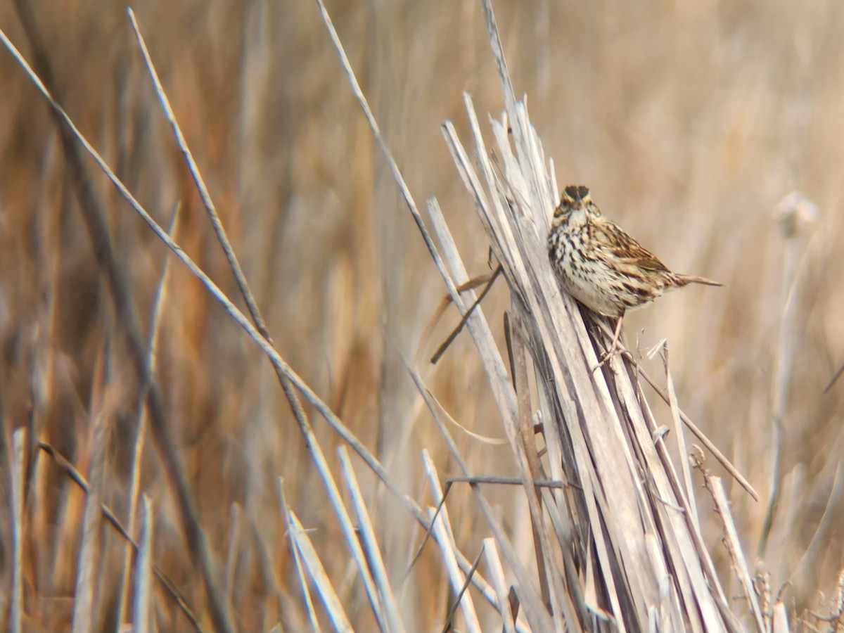 Savannah Sparrow (Belding's) - ML539245401