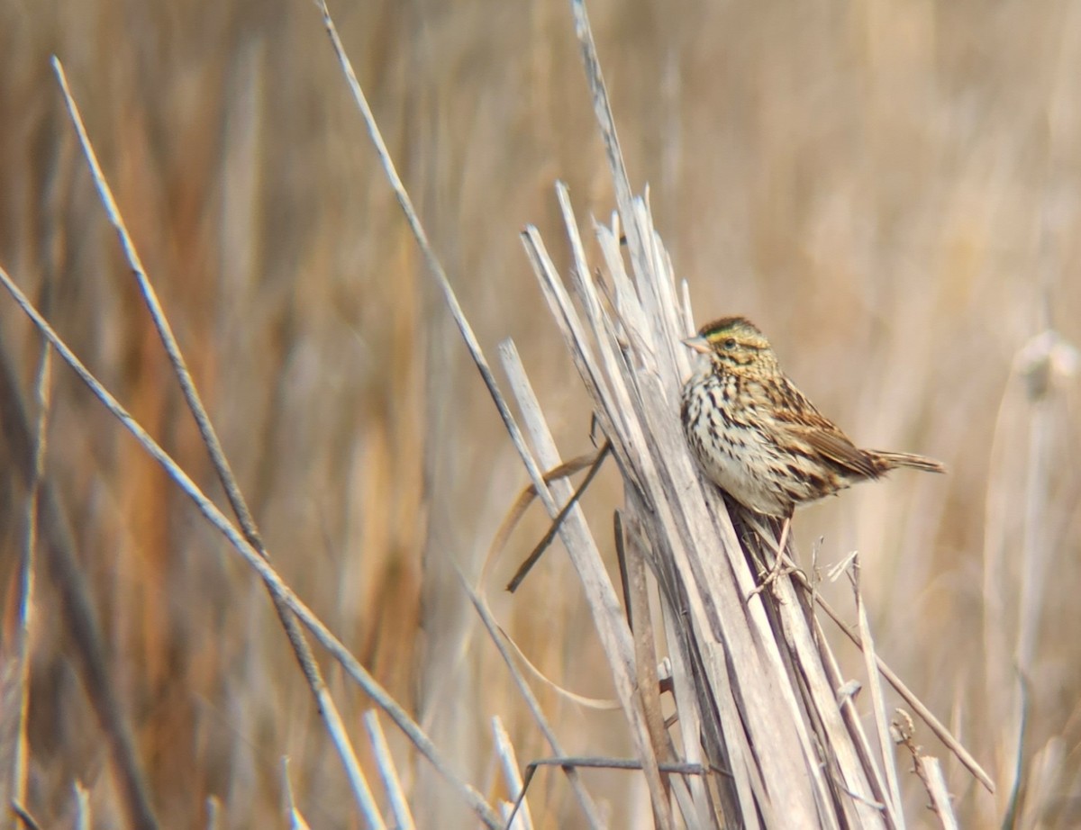 Savannah Sparrow (Belding's) - ML539245431