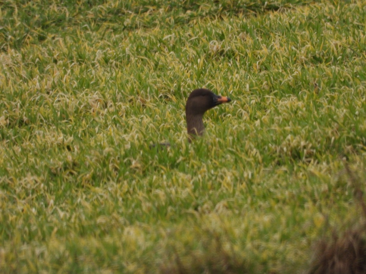 Tundra Bean-Goose - ML539245471