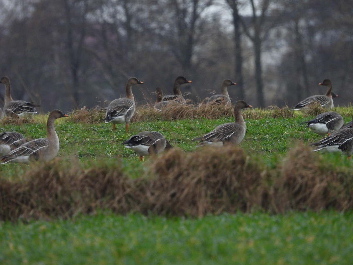 Tundra Bean-Goose - ML539245481