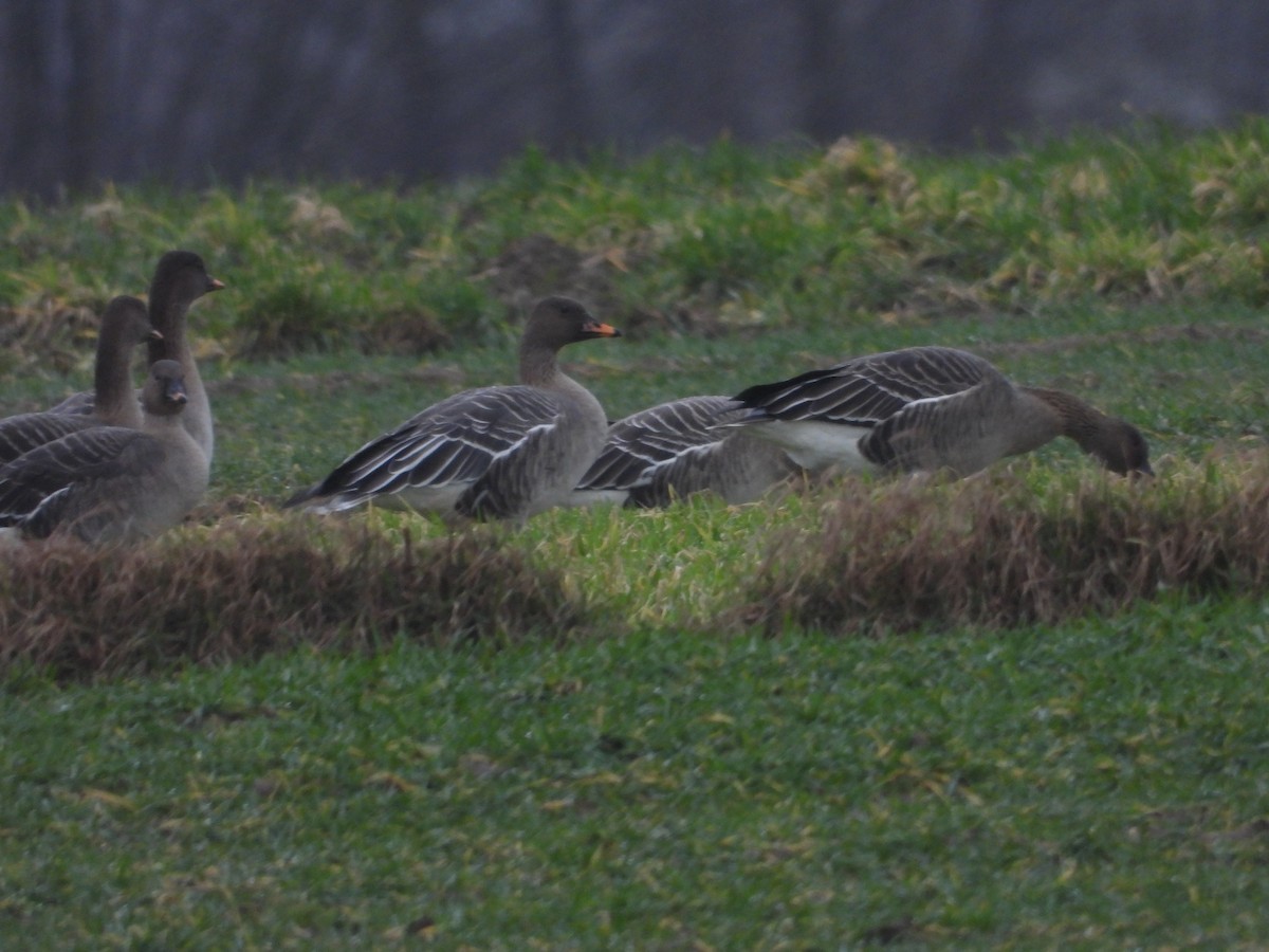 Tundra Bean-Goose - ML539245491