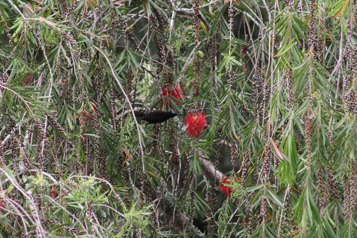 Amethyst Sunbird - ML539245751