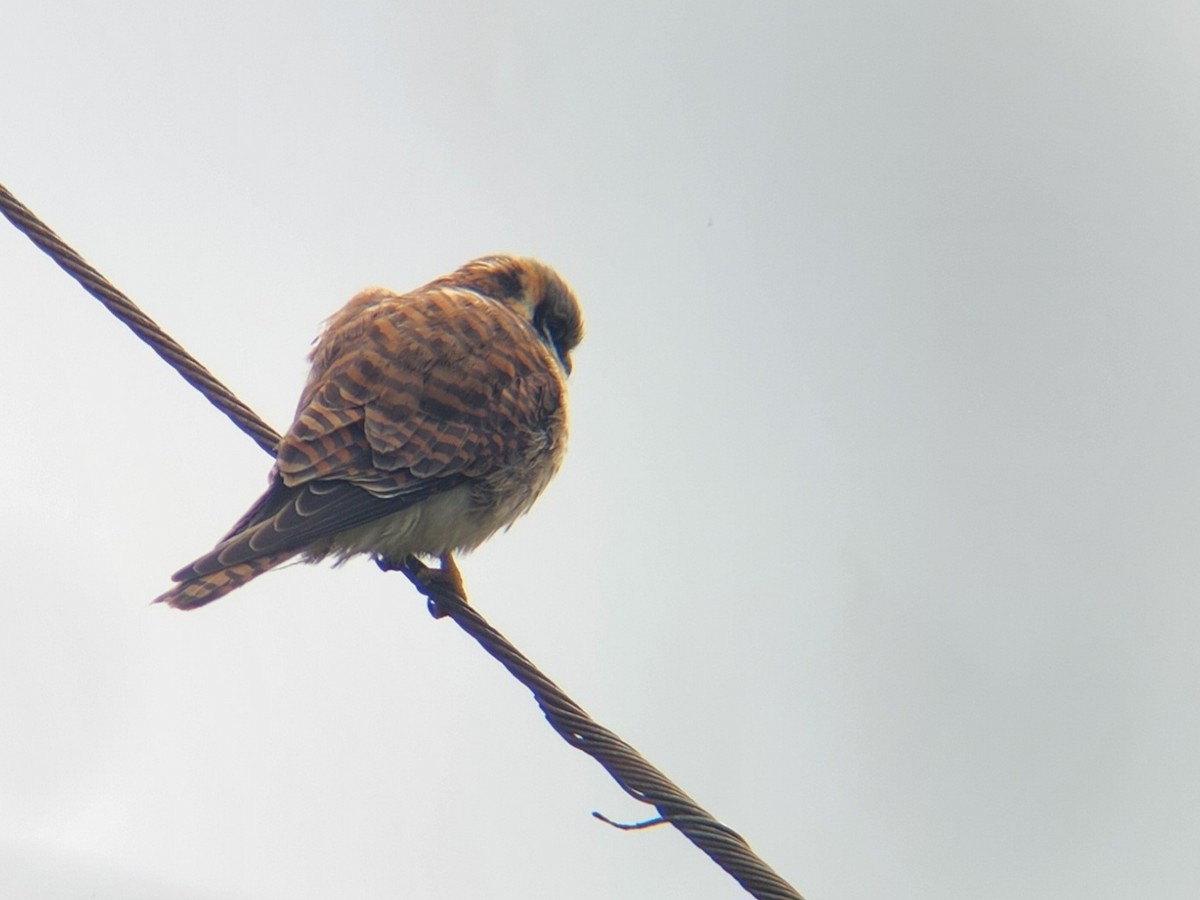 American Kestrel - ML539246031