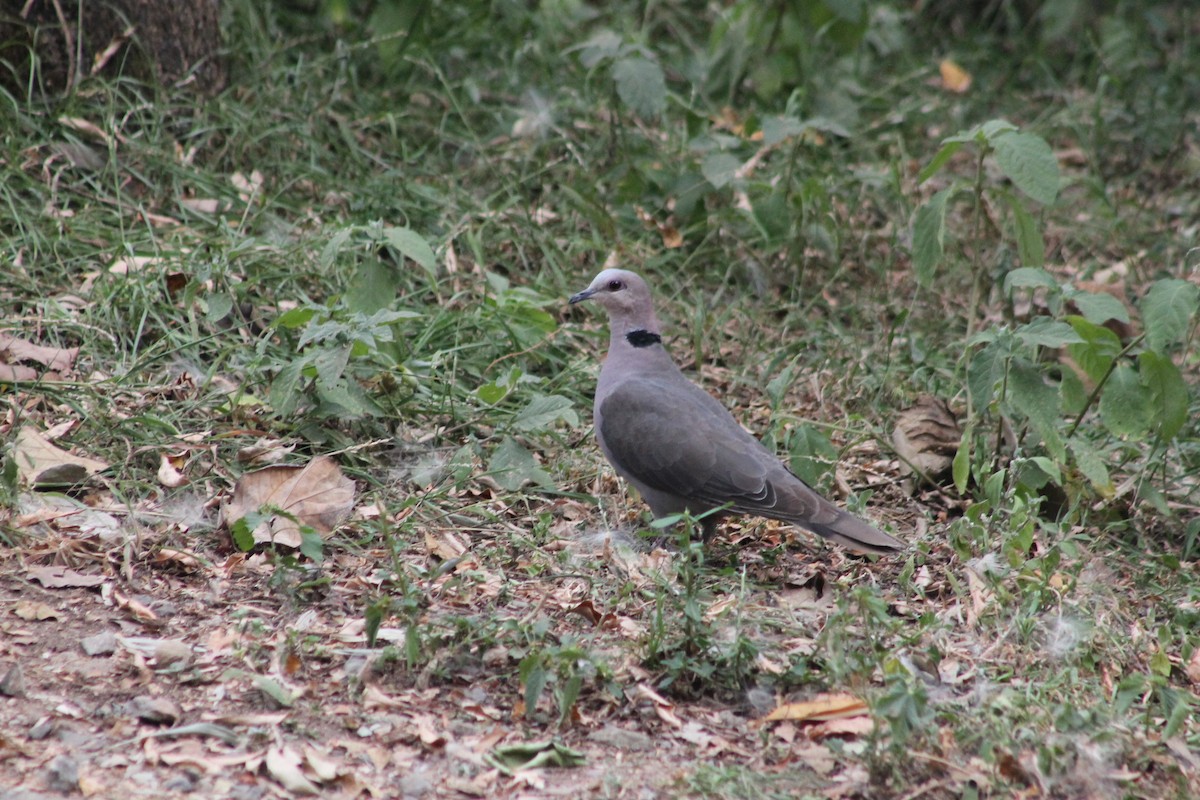 Ring-necked Dove - ML539246081