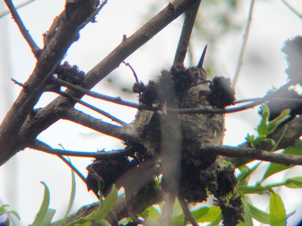 Anna's Hummingbird - ML539246231