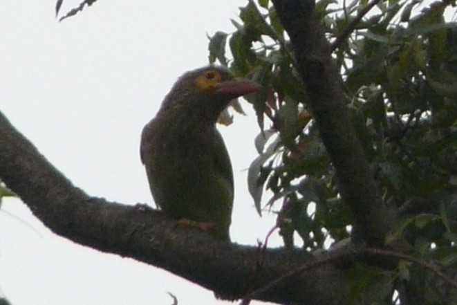 Brown-headed Barbet - Vikas Madhav Nagarajan