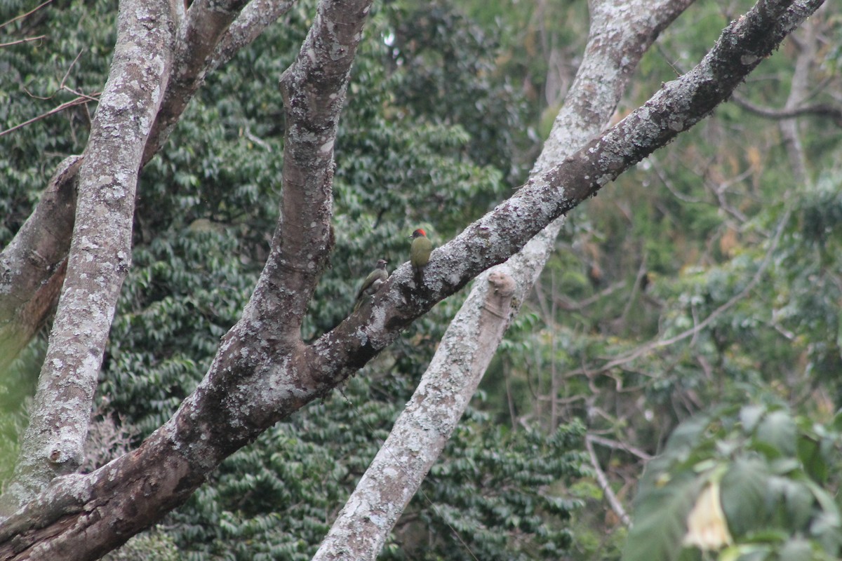 Fine-banded Woodpecker - ML539246331
