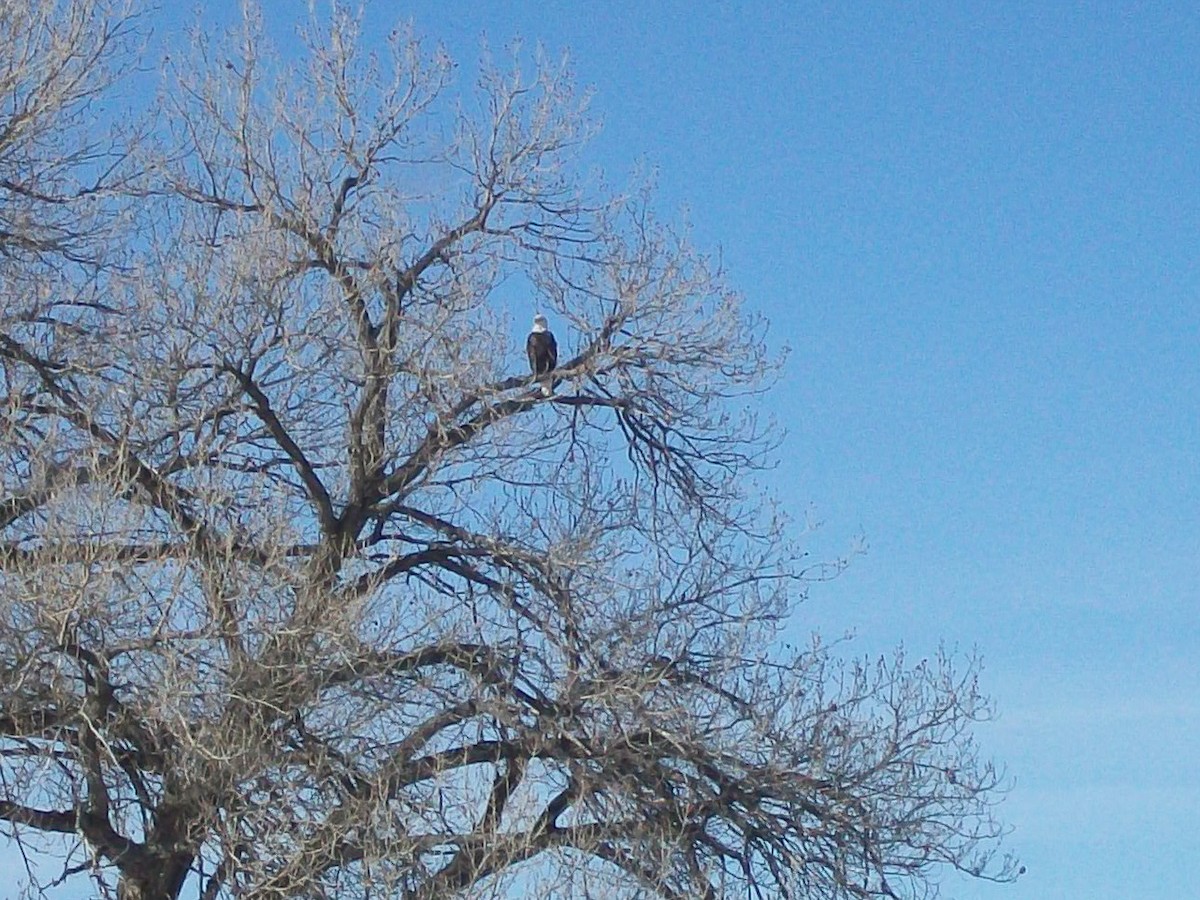 Bald Eagle - ML539246591