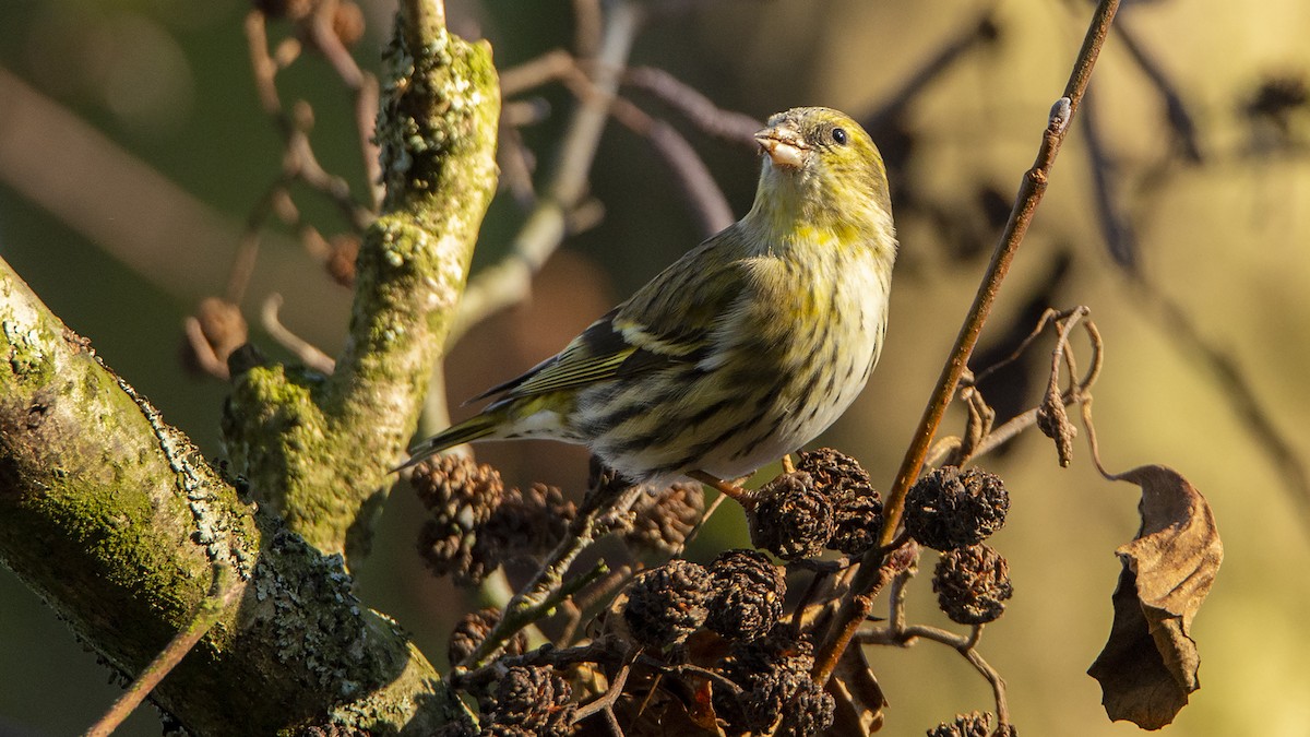 Eurasian Siskin - ML539247111