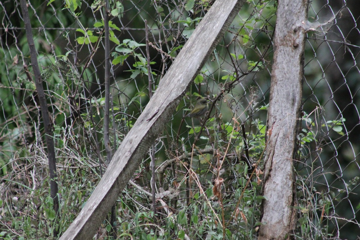 Green-backed Camaroptera - ML539248071
