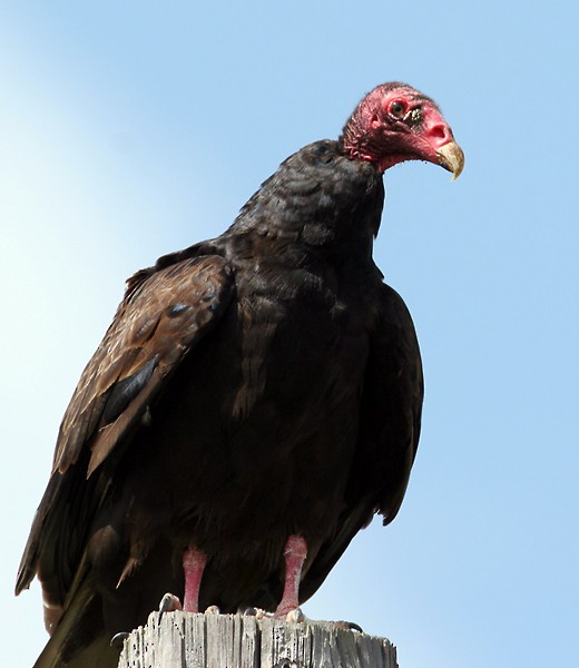Turkey Vulture - ML539248251