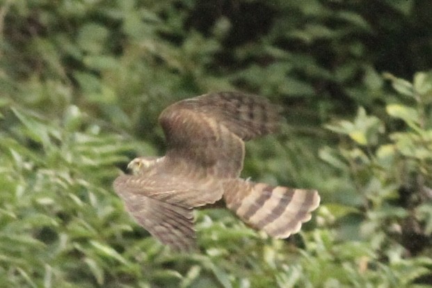 Eurasian Goshawk - ML539250431