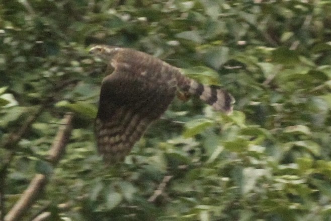 Eurasian Goshawk - ML539250441